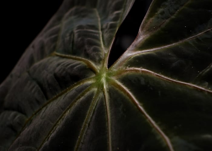 What is fertilizer salt buildup and how do you prevent it?