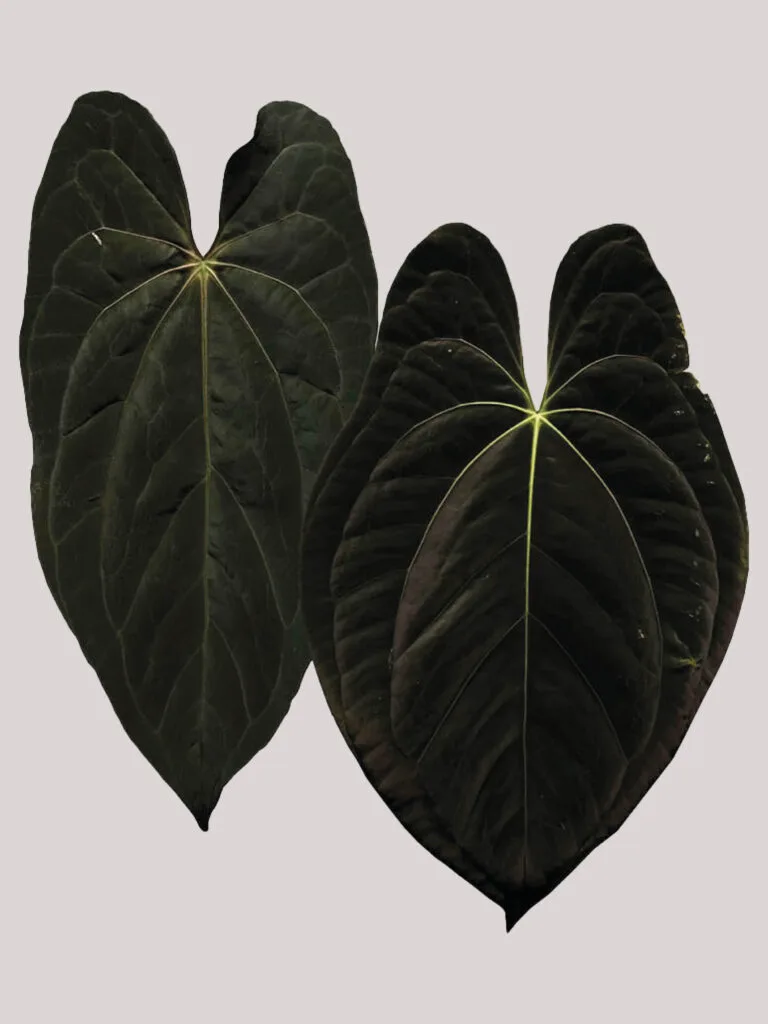 Anthurium Seedlings Archives - The Anthurium Addict