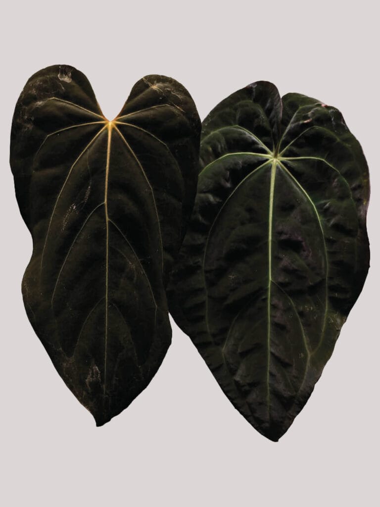 Anthurium Blue Papillilaminum x (Papillilaminum 'LongxBullet' x Carlablackiae)