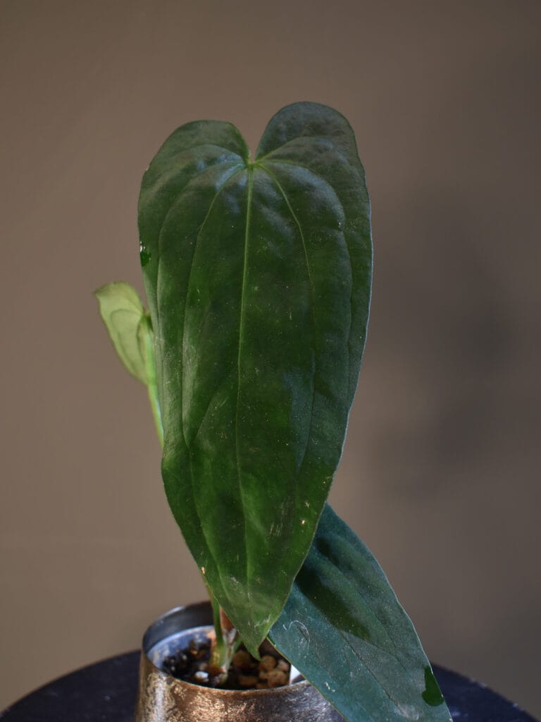 Anthurium (Stripey Mag x BVEP) x (DressCarla x Pap RL)