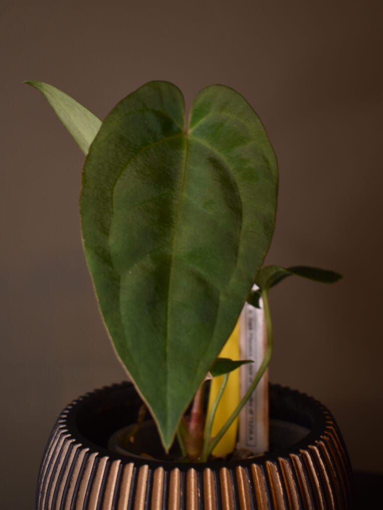 Anthurium Dark Phoenix x Ace of Spades DF