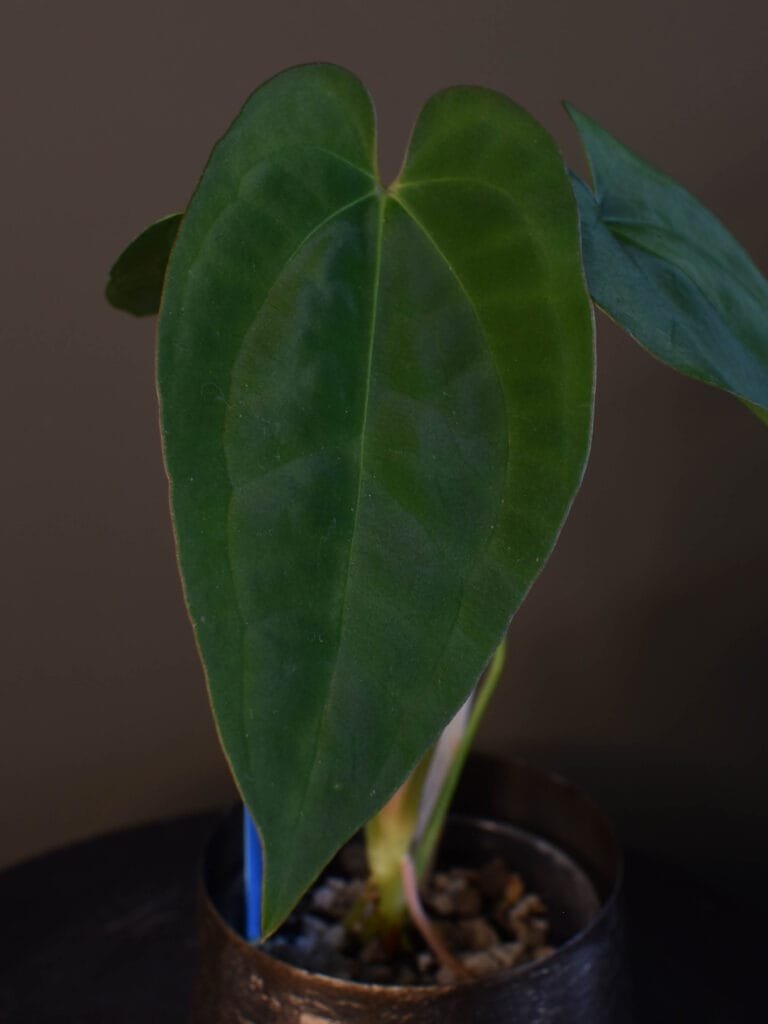 Anthurium Papillilaminum Ruby x Ace of Spades DF