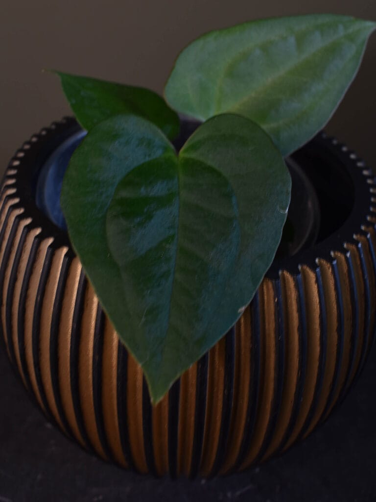 Anthurium (Papi LongxBullet x Carlablackiae) x Papillilaminum X-One