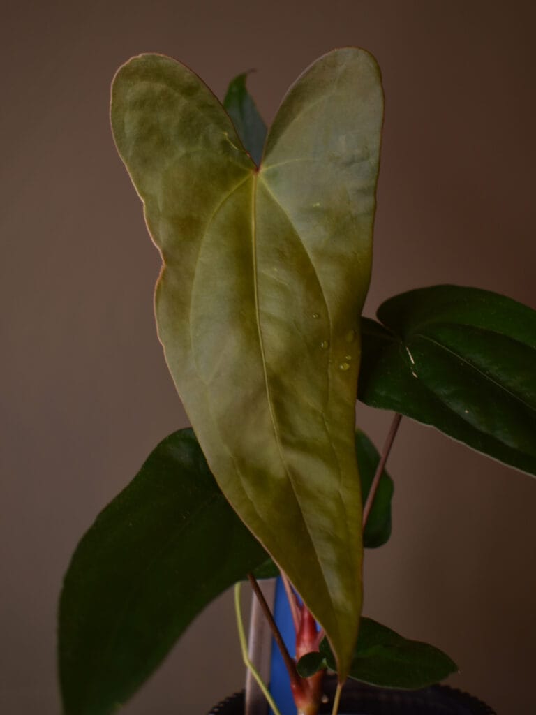Anthurium Papillilaminum x Pinkleye