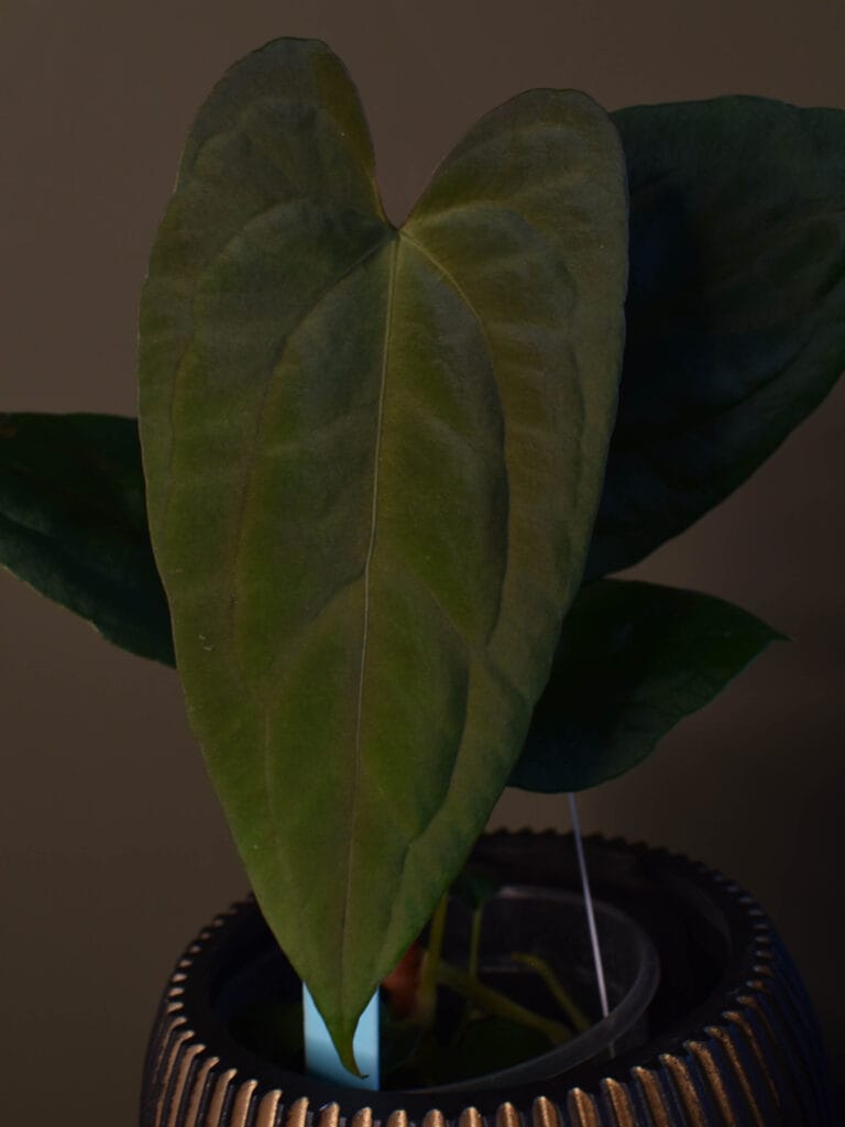 Anthurium Papillilaminum X-One x Dark Phoenix