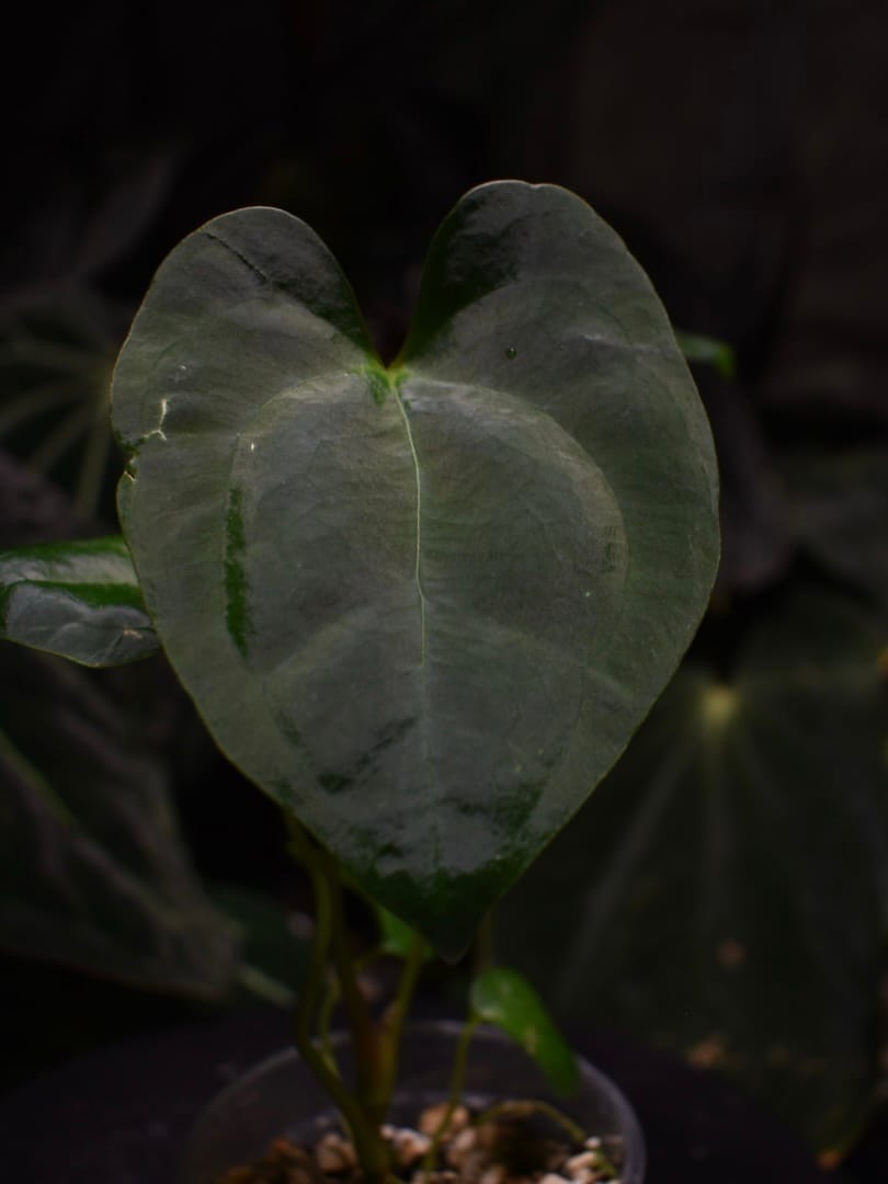 Anthurium Ace of Spades DF x Papillilaminum 'Marie x Incurved Lobes'