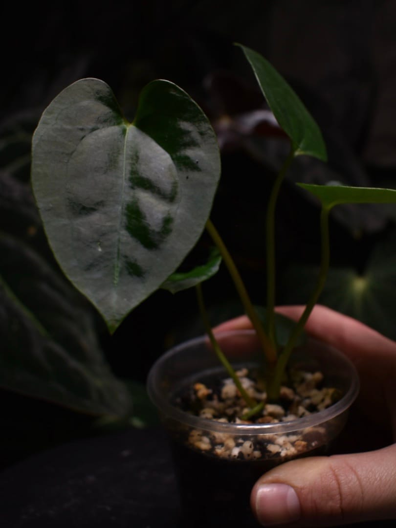 Anthurium Ace of Spades DF x Papillilaminum 'Marie x Incurved Lobes' - Image 3