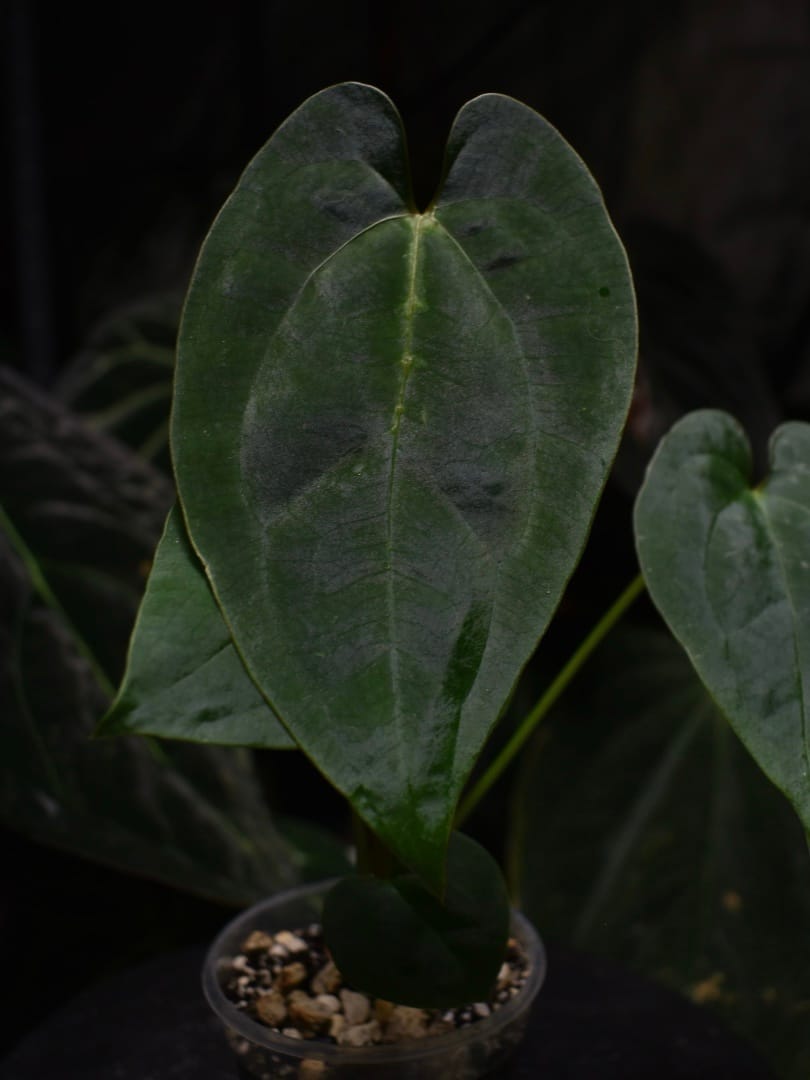 Anthurium Ace of Spades DF x Papillilaminum 'Marie x Incurved Lobes' - Image 5