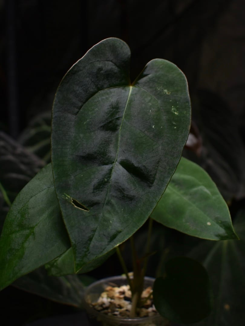 Anthurium Ace of Spades DF x Papillilaminum 'Marie x Incurved Lobes' - Image 4