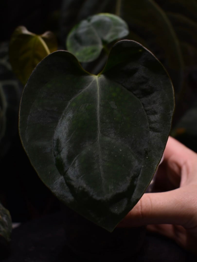 Anthurium Ace of Spades DF x Papillilaminum 'Marie x Incurved Lobes' - Image 2