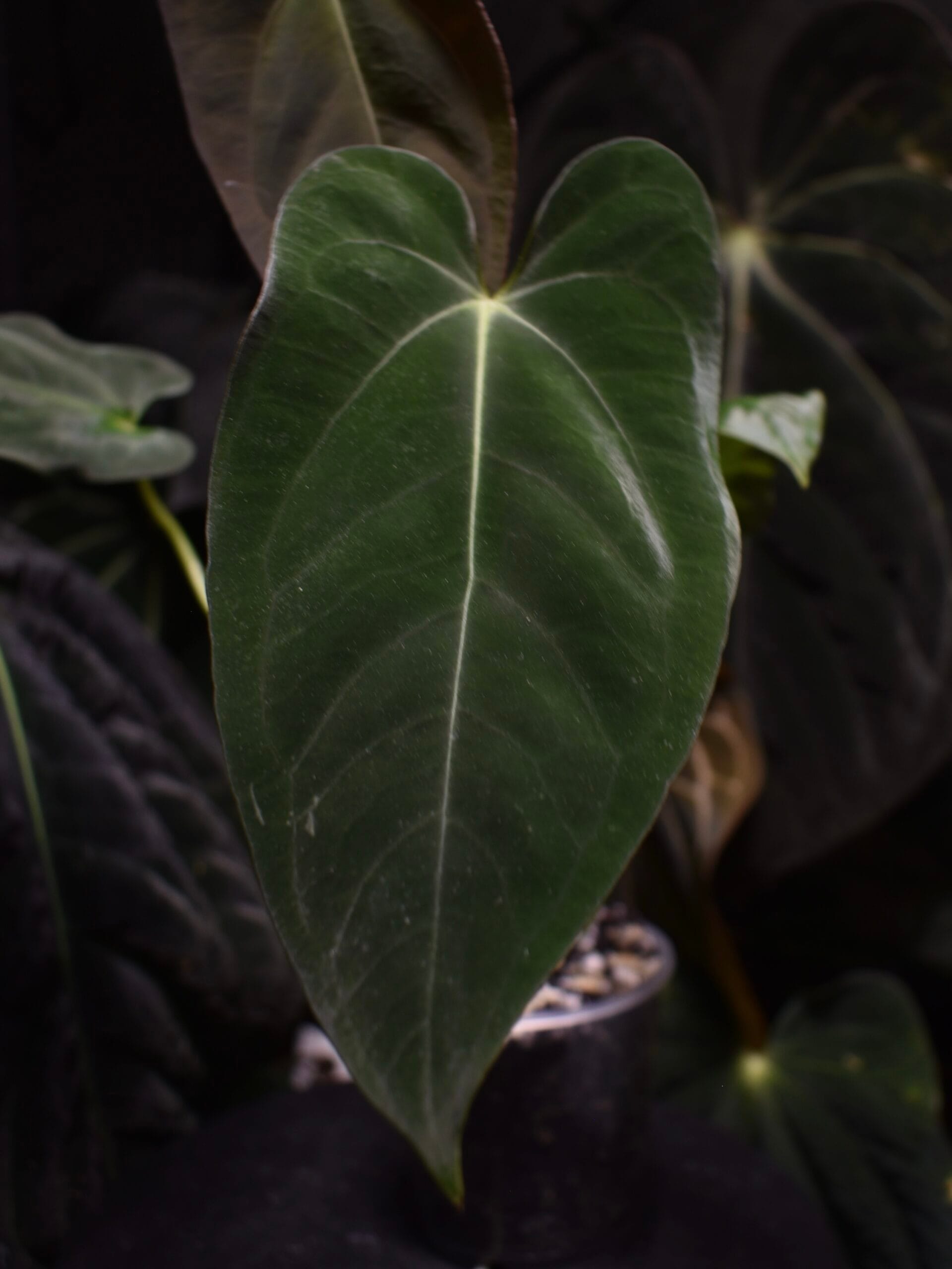 Anthurium Papillilaminum Ruby x Portillae Mr Worldwide