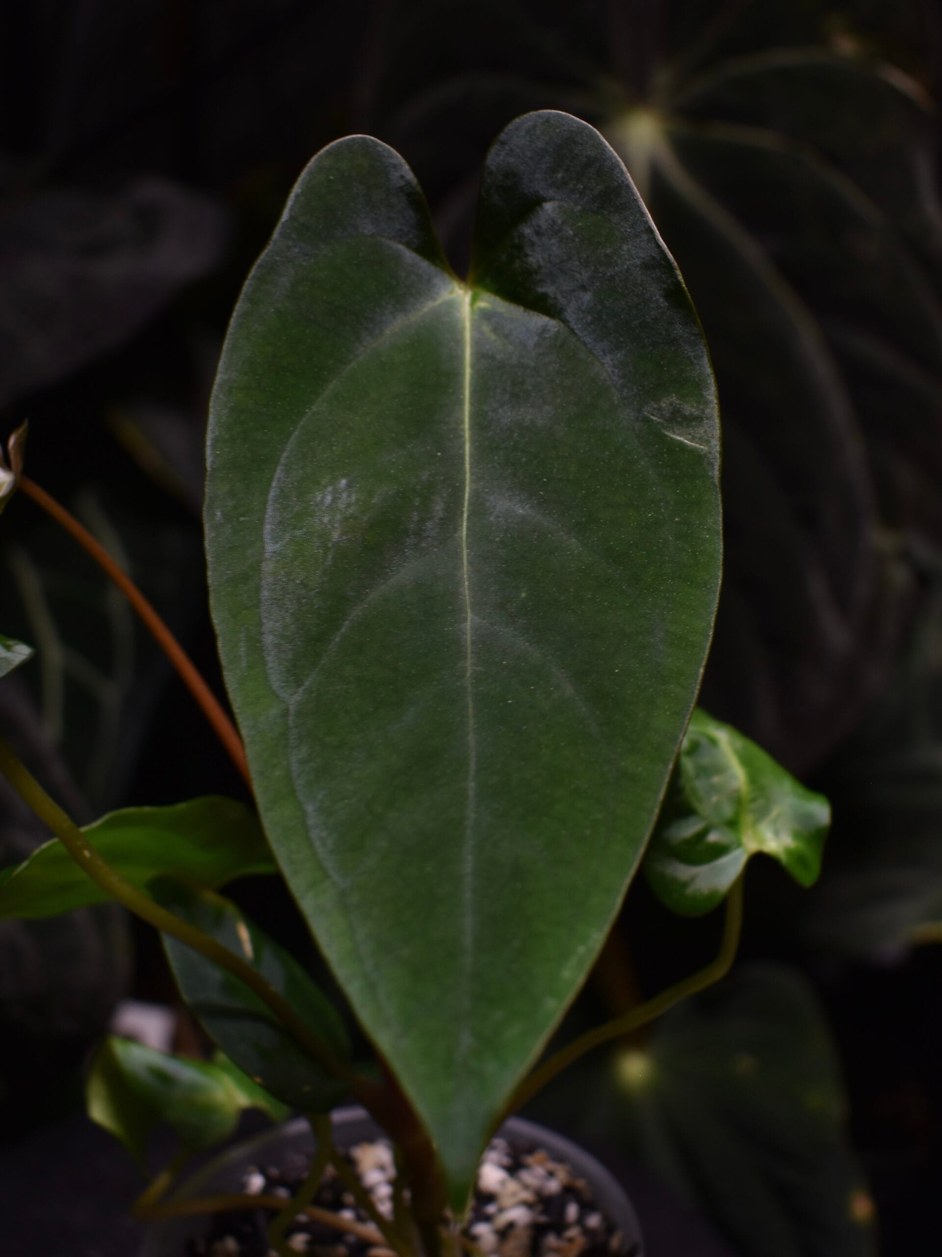 Anthurium Papillilaminum Ruby x Portillae Mr Worldwide - Image 2