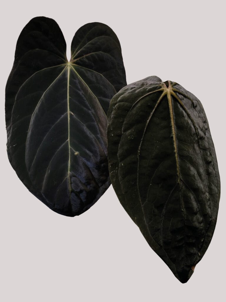 Anthurium (Besseae aff x BVEP Felix) x Desert Scorpion