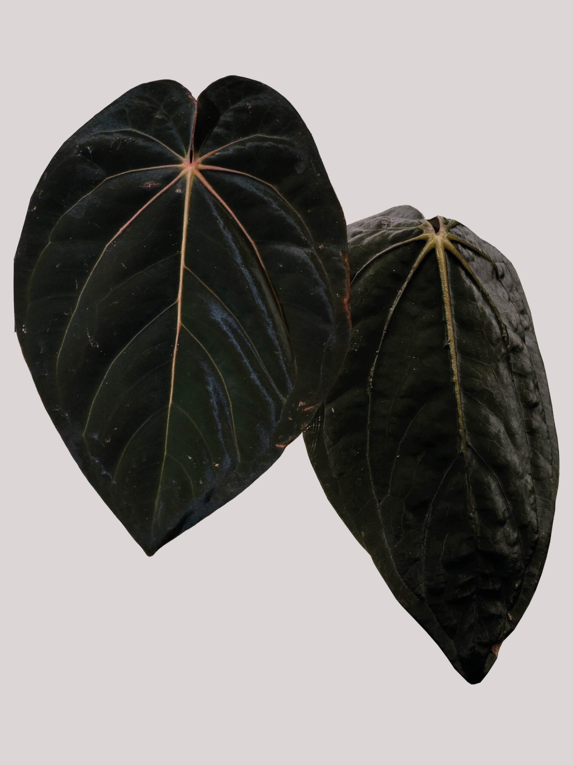 Anthurium (Carlablackiae x BVEP) x Desert Scorpion