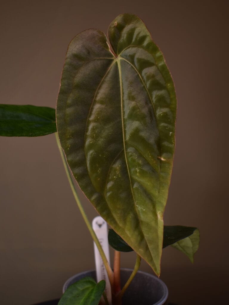 Anthurium ((Dressleri x Carlablackiae) x Papillaminum Ralph Lynam) x (BVEP Round x RA1)