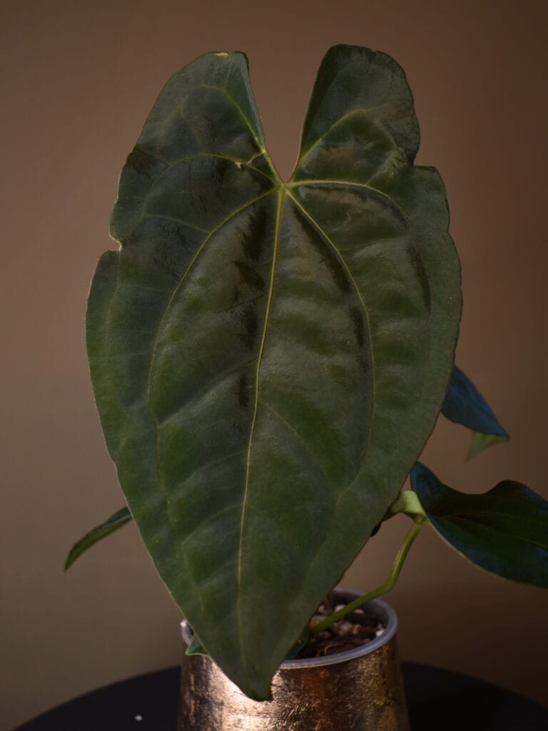 Anthurium (Forgetii x Luxurians) x Dark Phoenix