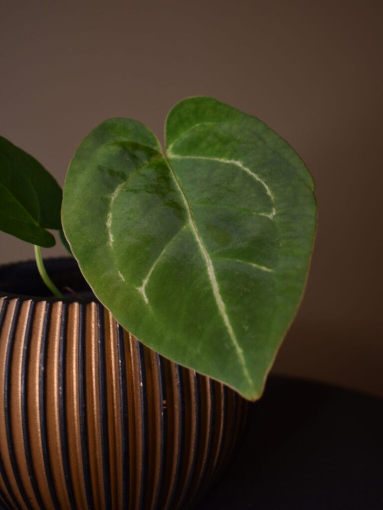 Anthurium (Forgetii x Regale) x Red Crystallinum A