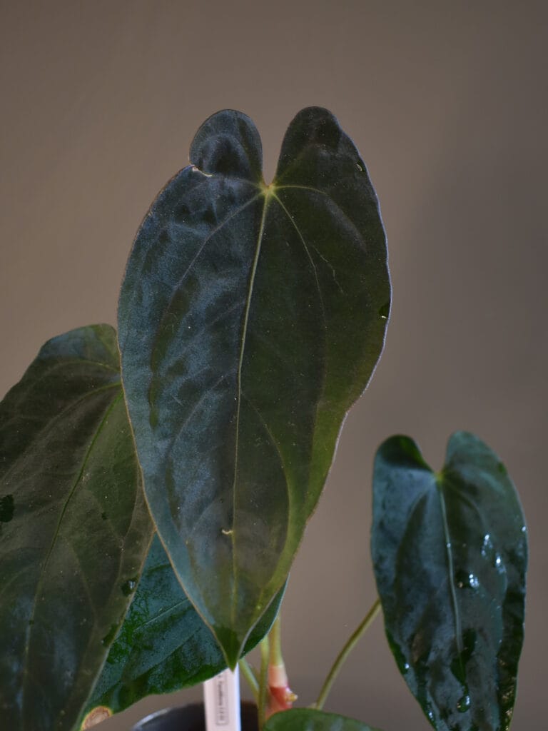 Anthurium PanaMama 2.0 S1