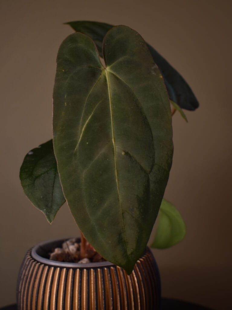 Anthurium (Papillilaminum A+ x Michelle) x (Carlablackiae x Papillilaminum FSxRL)