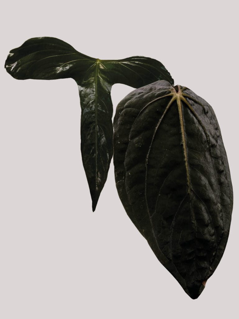 Anthurium Pinkleye x Desert Scorpion
