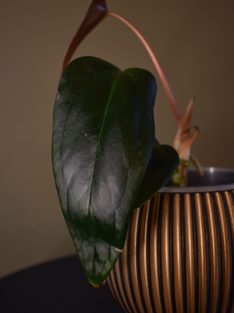Anthurium Portillae XDF