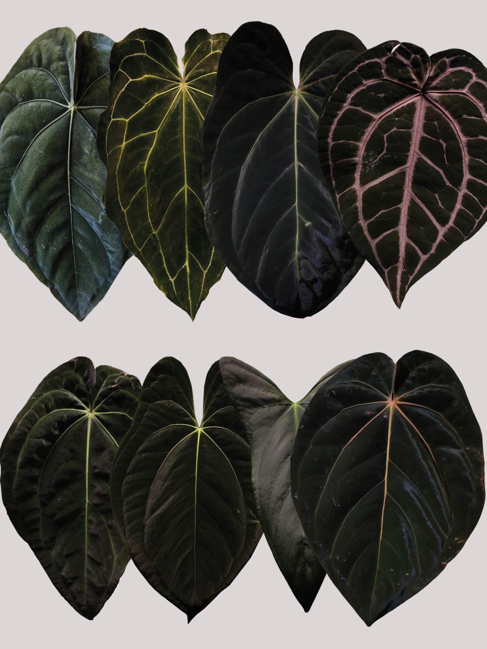 Anthurium \