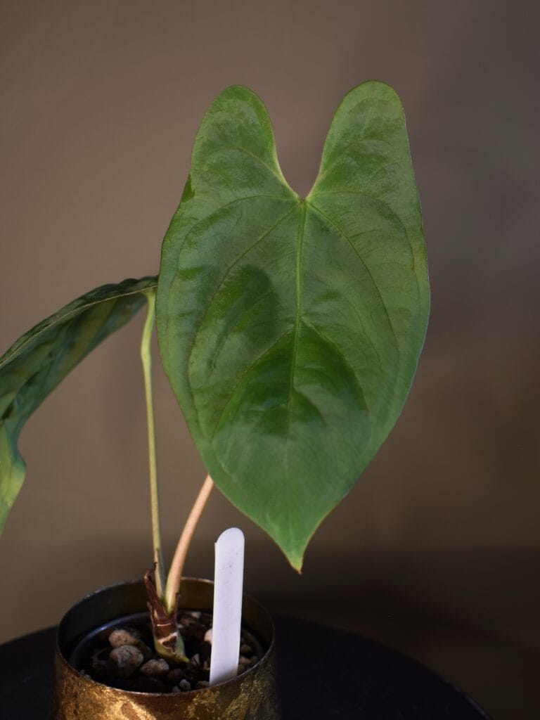 Anthurium Papillilaminum Marie x Papillilaminum Incurved Lobes