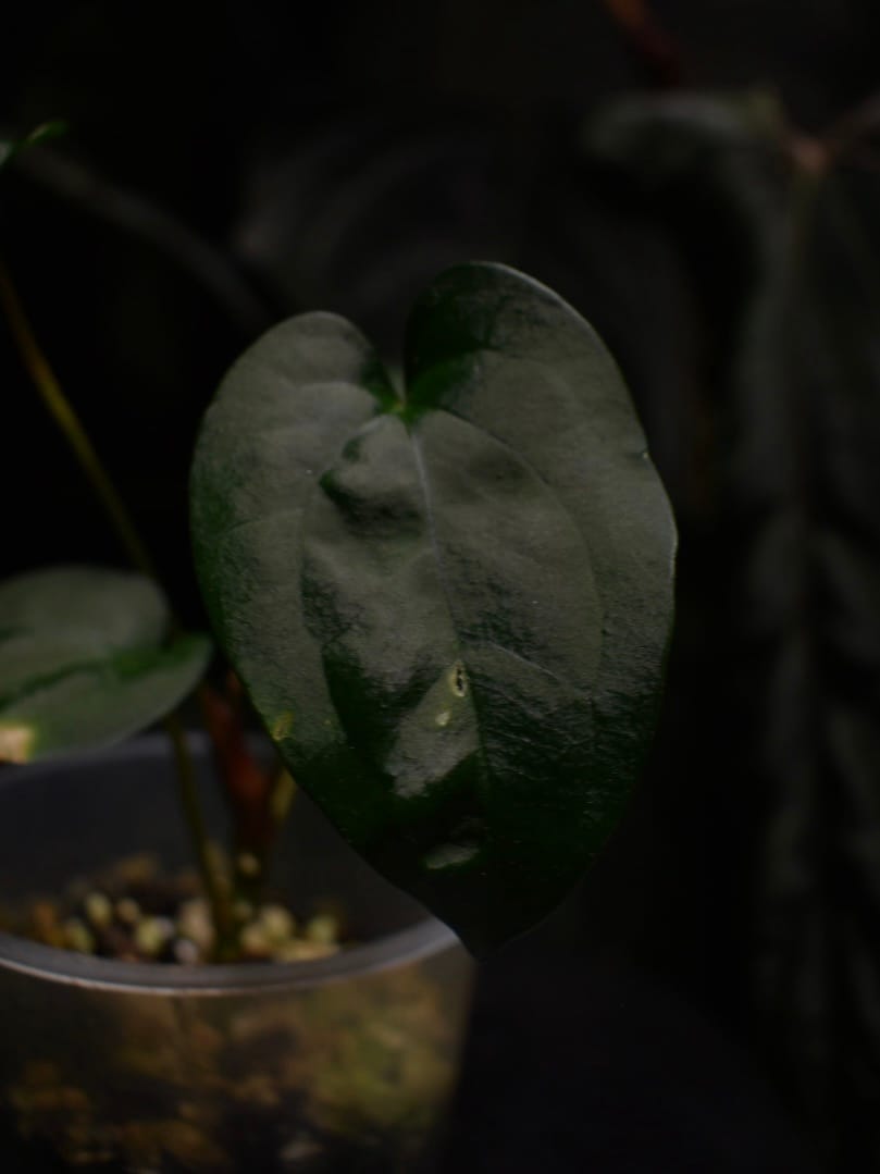 Anthurium Pinkleyi x Ace of Spades DF Tezula