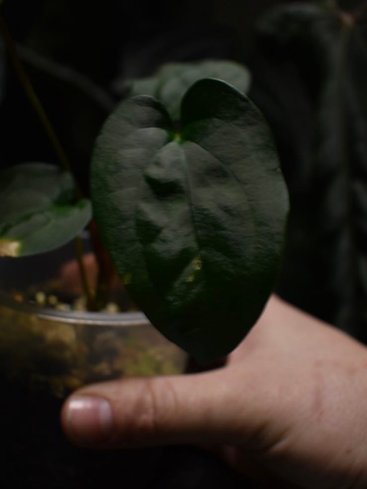 Anthurium Pinkleyi x Ace of Spades DF Tezula - Image 2