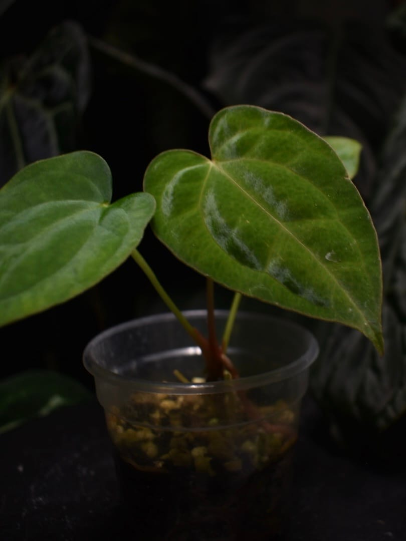 Anthurium (Forgetii x Regale) x Desert Scorpion - Image 2