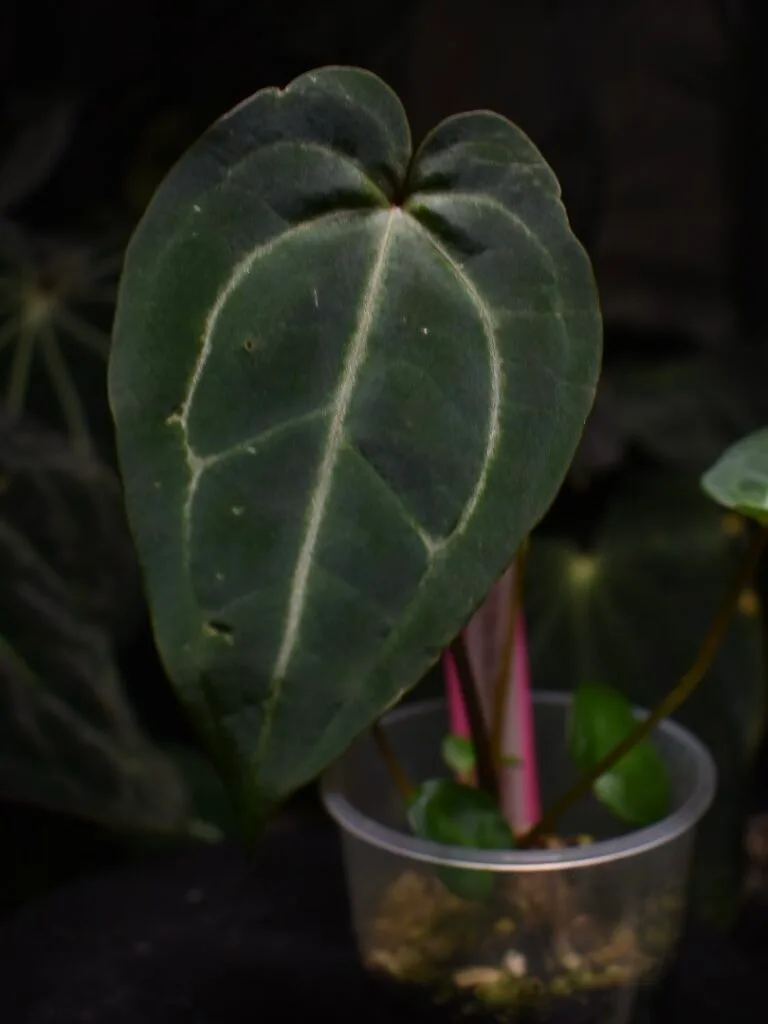 indoor plant with pot Best-Selling Indoor Plant Bundle