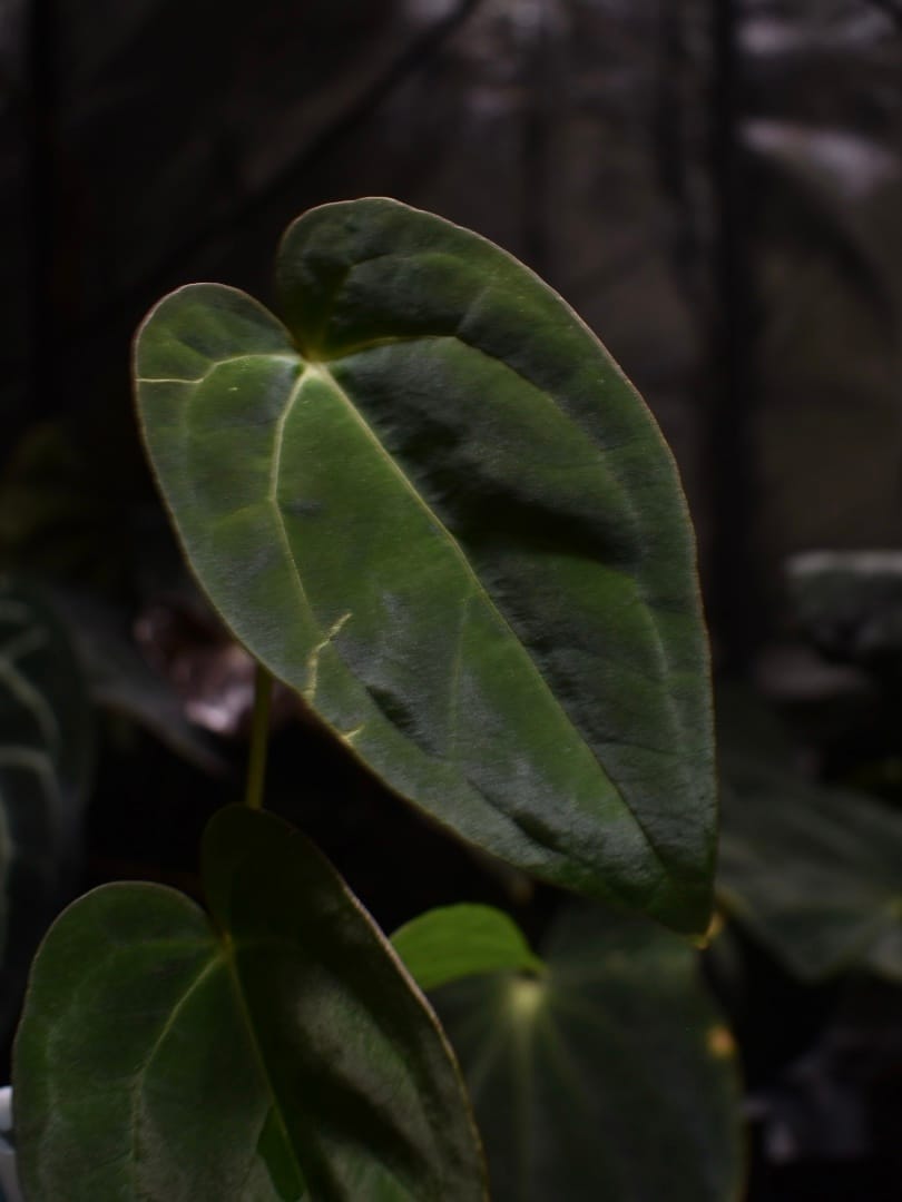 Anthurium (Compact NOID x Papillilaminum A+) x Papillilaminum X-One