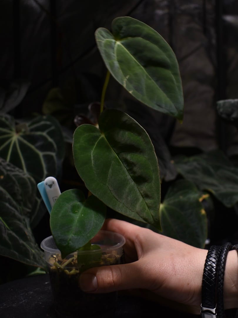 Anthurium (Compact NOID x Papillilaminum A+) x Papillilaminum X-One - Image 2