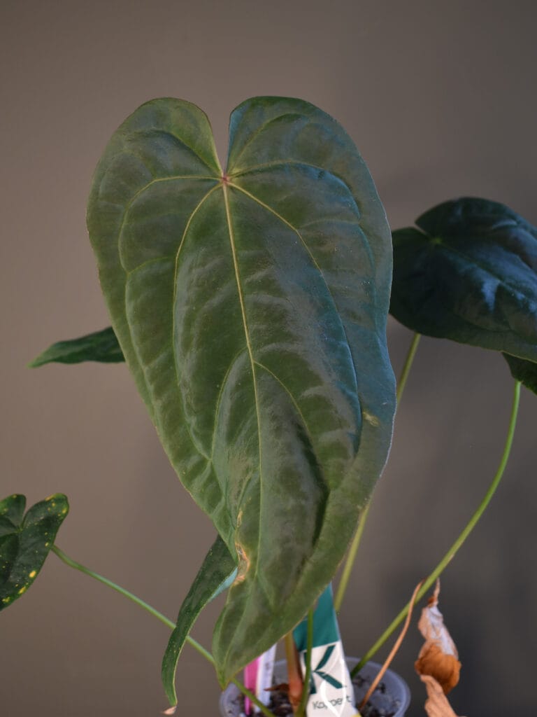 Anthurium Midnight Stranger x (Midnight Velvet x cv. Sanguinem)