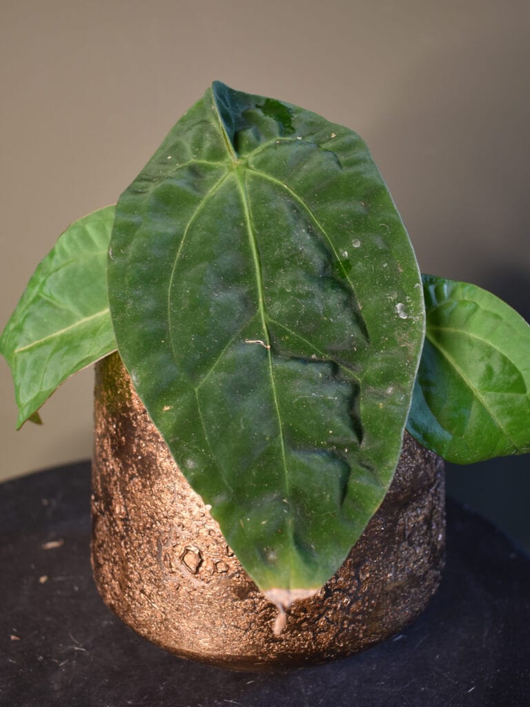 Anthurium (Papillilaminum Long x Bullet) x Besseae aff.