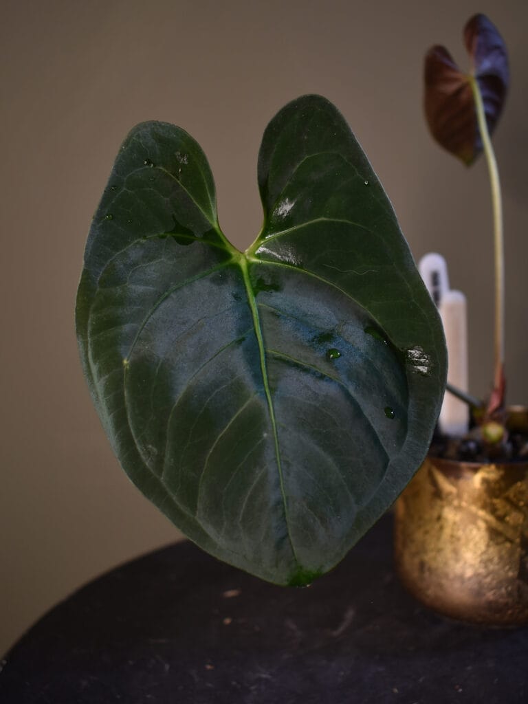 Anthurium Papillilaminum