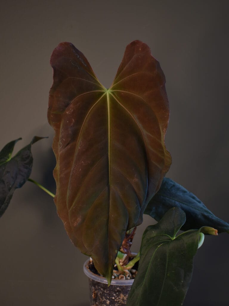 Anthurium Papillilaminum Fort Sherman S2