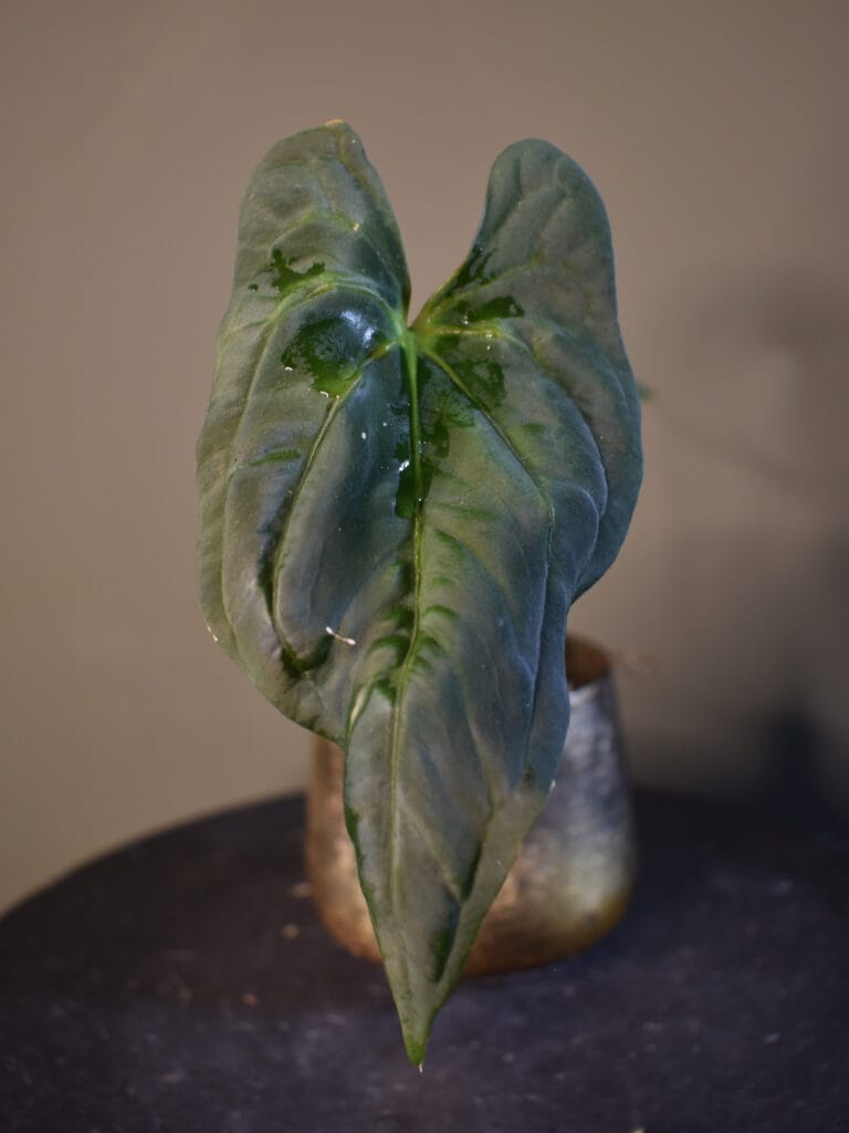 Anthurium Papillilaminum Ree Gardens S1