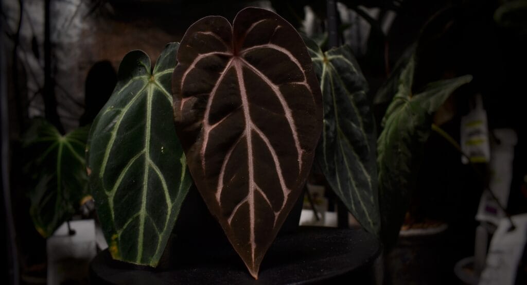Anthurium Carlablackiae Round x GPH001