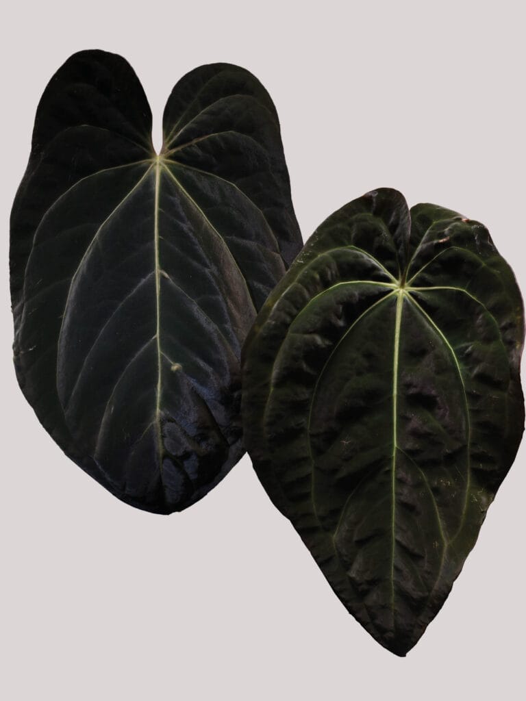 Anthurium (Besseae aff. x BVEP Felix) x (Papillilaminum Long x Bullet x Carlablackiae)