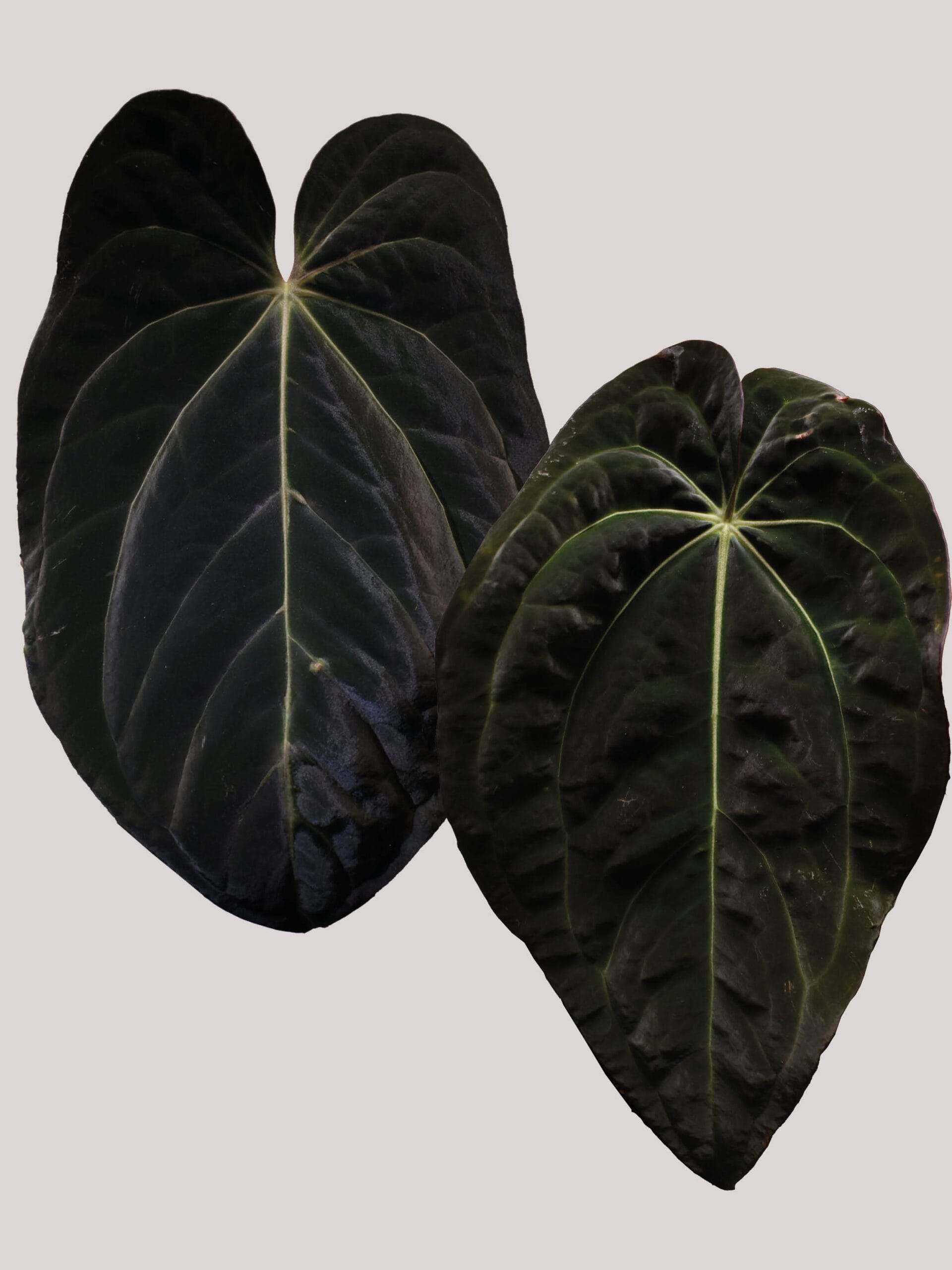 Anthurium (Besseae aff. x BVEP Felix) x (Papillilaminum Long x Bullet x Carlablackiae)