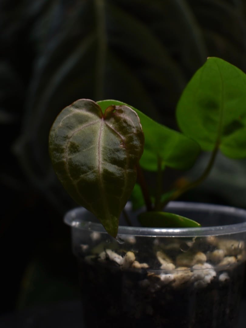 Anthurium Crimson Eye x DocBlock F2 - Image 2