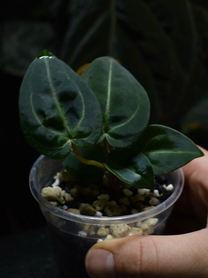 Anthurium Crimson Eye x DocBlock F2
