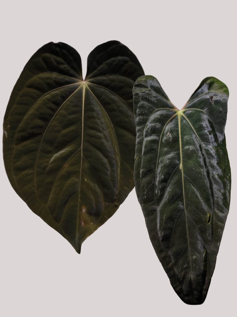 Anthurium BVEP (Round x BBL) x Papillilaminum RLxFS